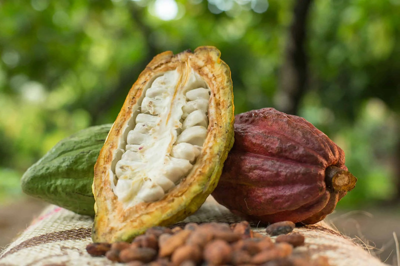 Cacao là một loại quả có nhiều chất dinh dưỡng 